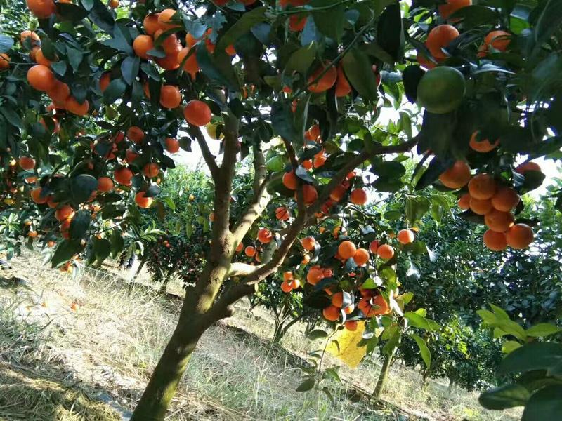 新品种早熟金秋砂糖橘枝条自家苗场，品种纯正