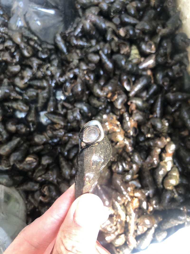山坑螺，清水螺，靓螺，黄螺，本地螺，黑黄螺