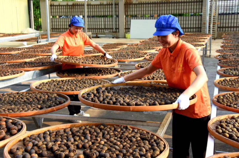 正宗新会小青柑装正宗云南普洱熟茶柑郎柑普茶