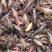 微山湖龙虾苗，龙虾种苗，80--120尾，精养优质虾苗