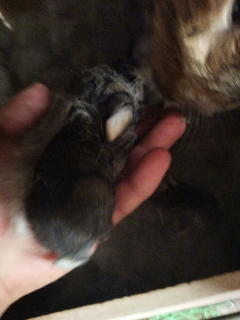 种兔