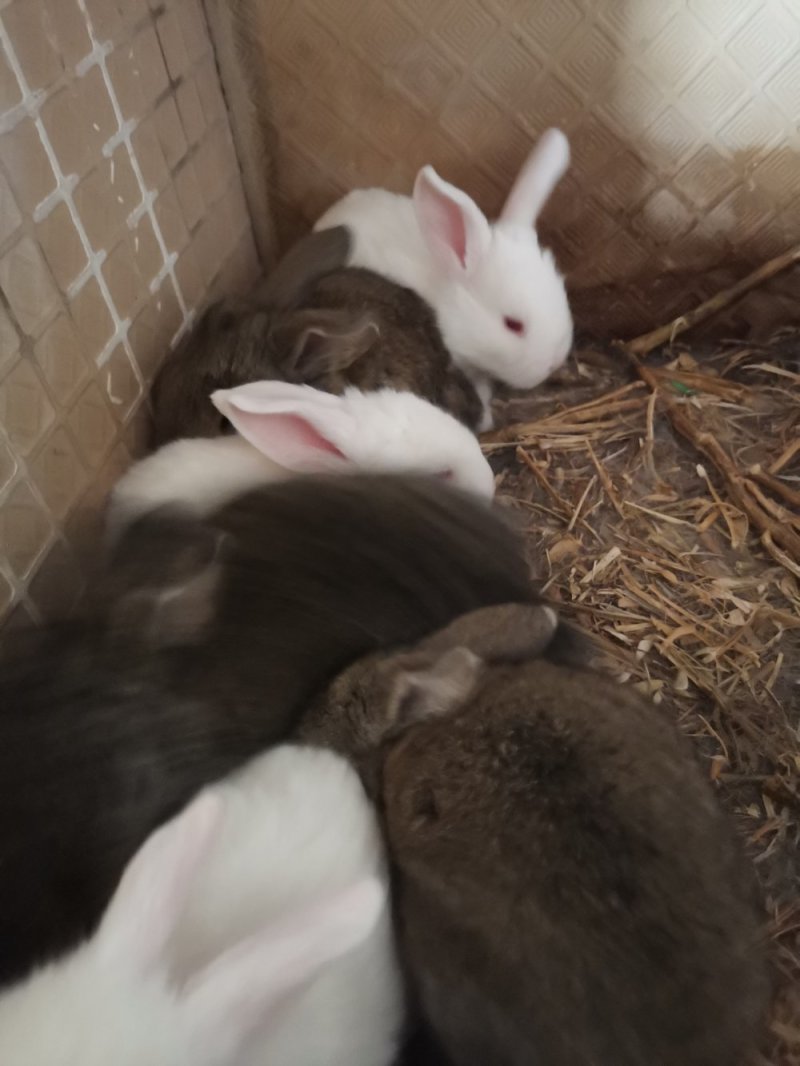 种兔