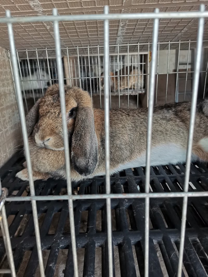 种兔