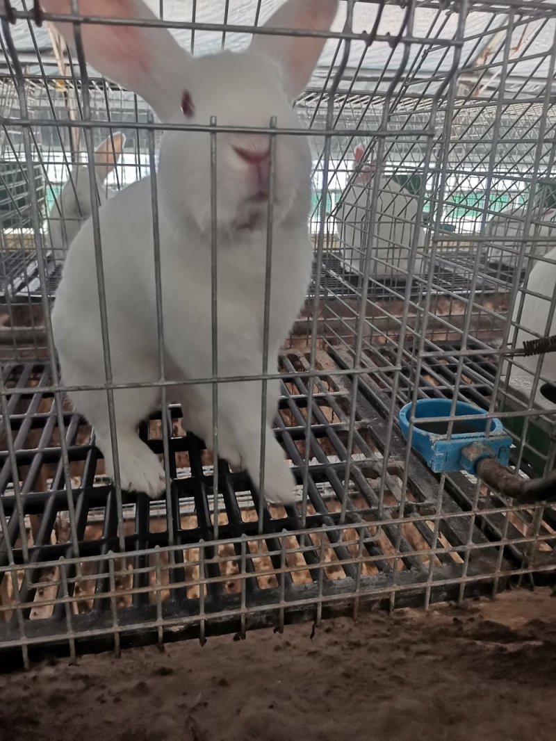 种兔