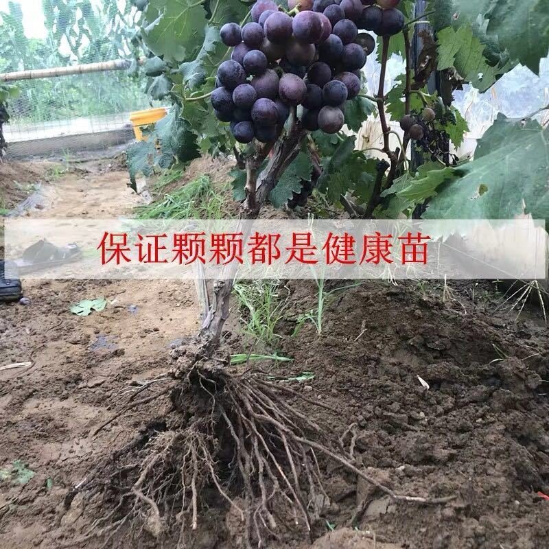 美国金手指无籽黑提葡萄树苗当年结果棉花糖蓝宝石苗