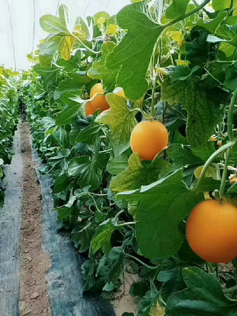 甜瓜，河北久红瑞甜瓜，农家种植基地，皮薄肉厚，承接商超