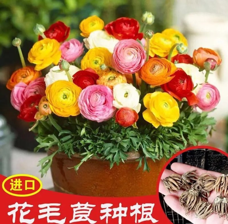 花毛莨种球进口重瓣种根洋牡丹波斯毛茛芹叶牡丹种子花毛