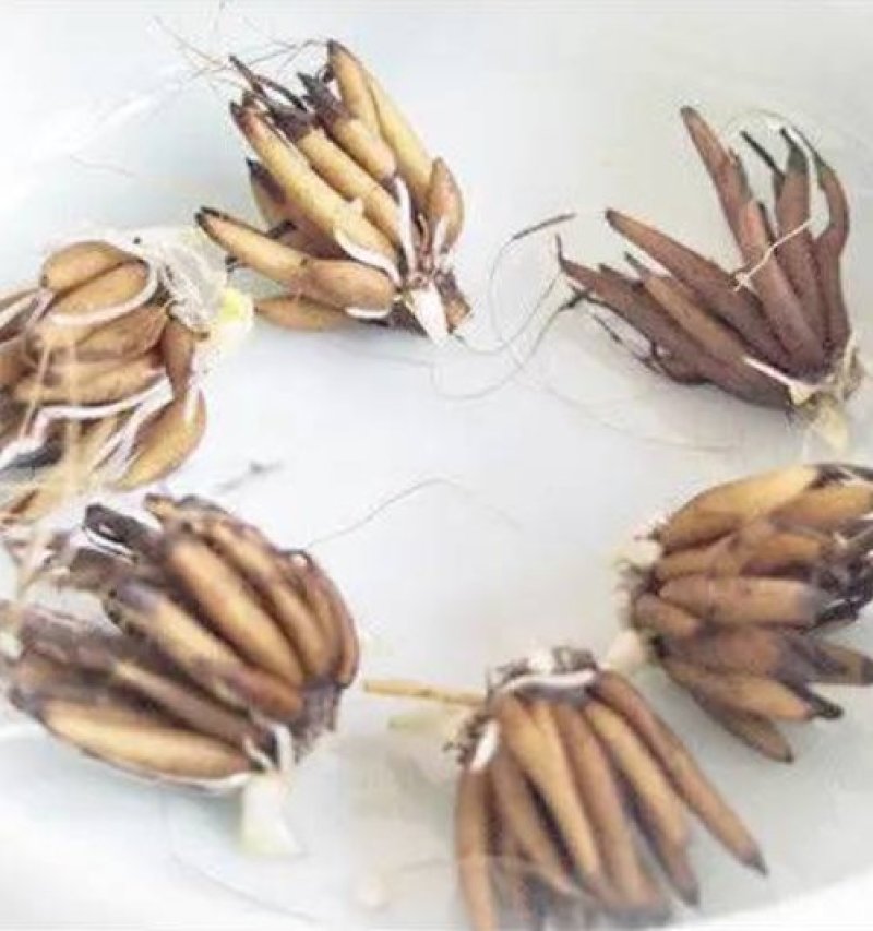 花毛莨种球进口重瓣种根洋牡丹波斯毛茛芹叶牡丹种子花毛