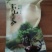 高山茶