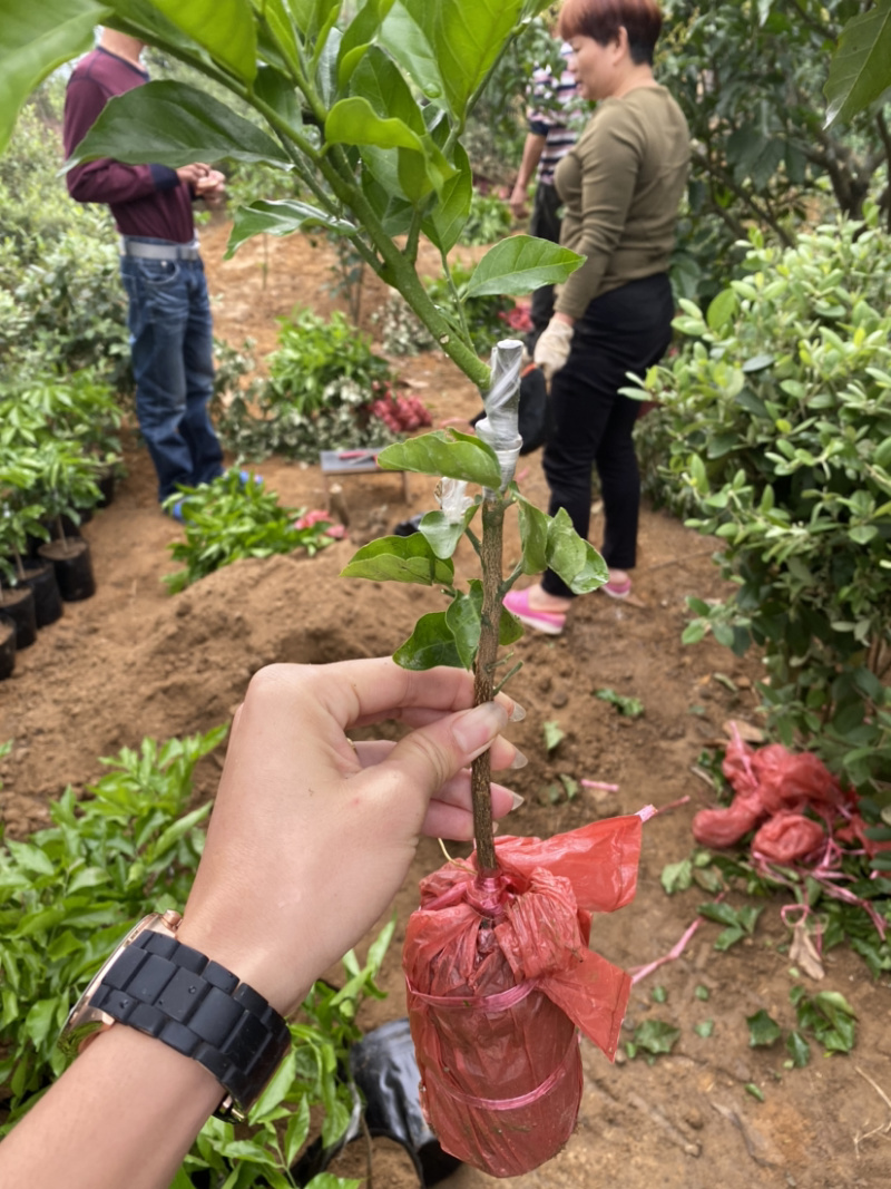 风梢贵妃黄皮果苗基地直供