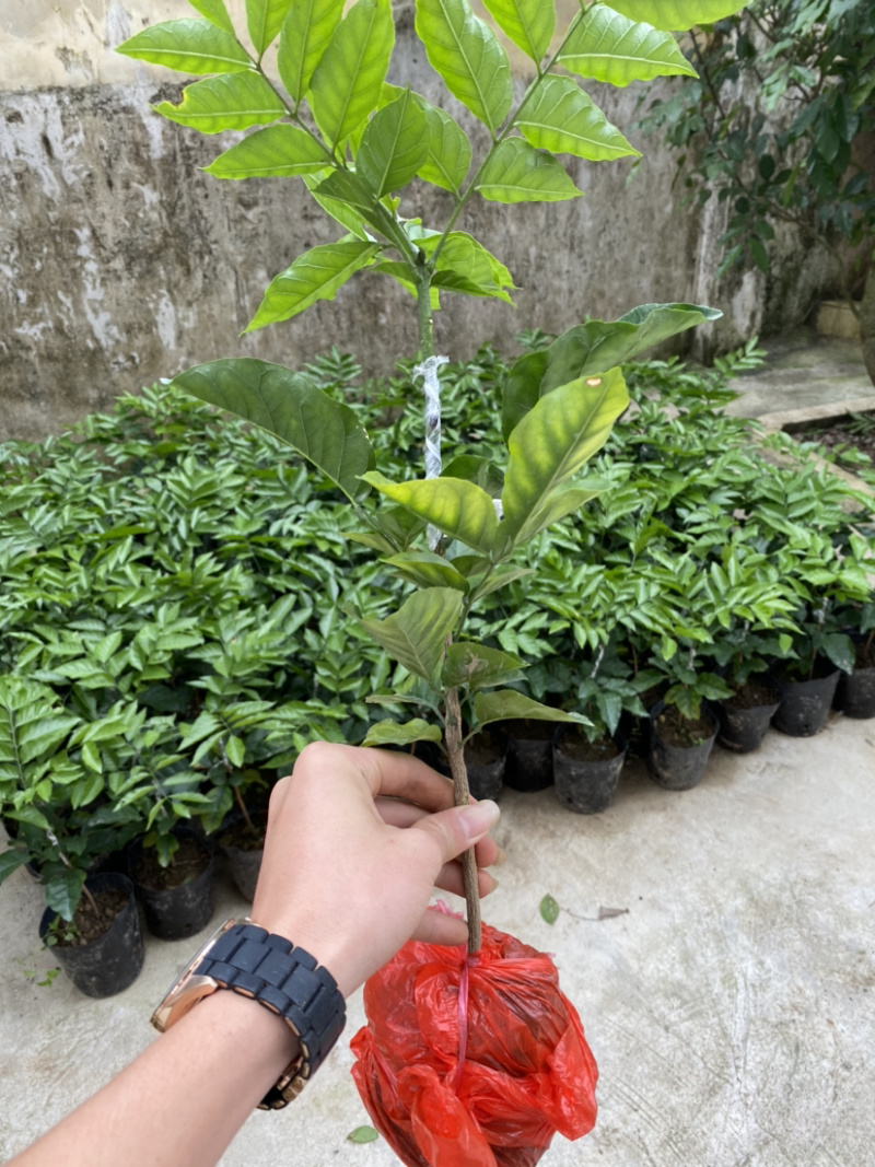 风梢贵妃黄皮果苗基地直供