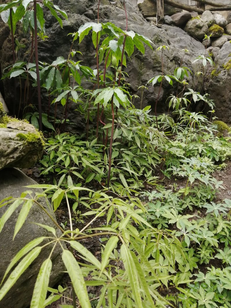 竹节参需要的联系了好货不等人哦