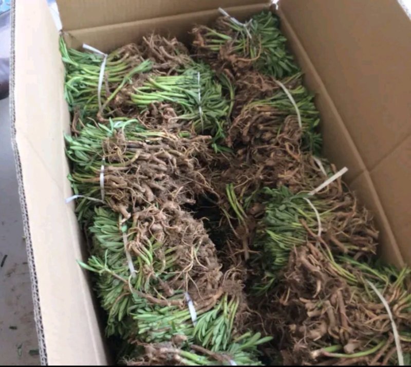 养心高钙菜，救心菜种苗