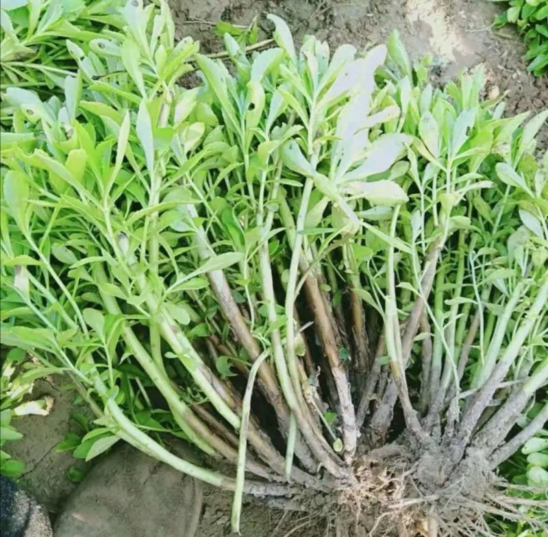 养心高钙菜，救心菜种苗