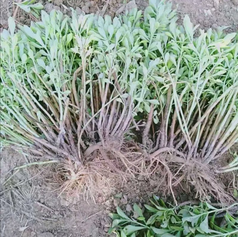 养心高钙菜，救心菜种苗