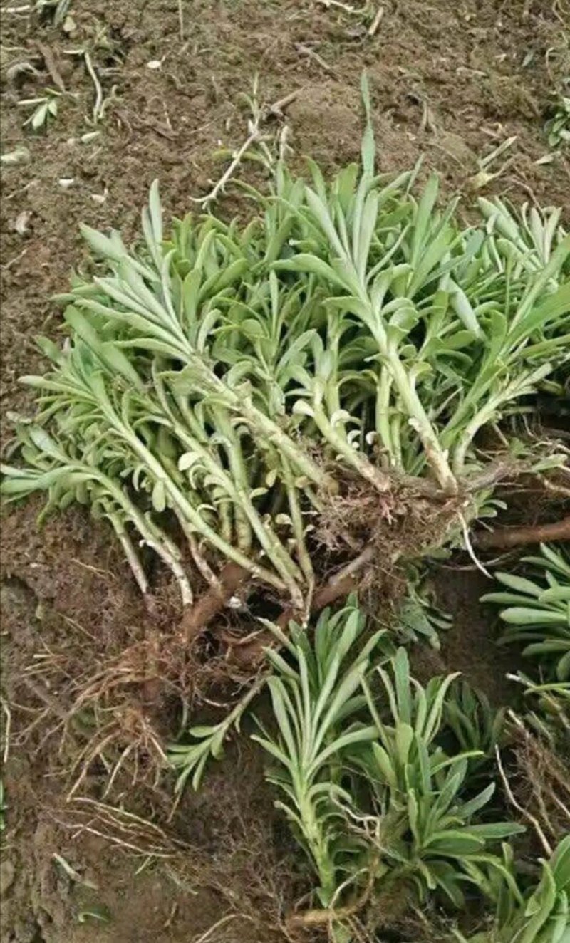 养心高钙菜，救心菜种苗