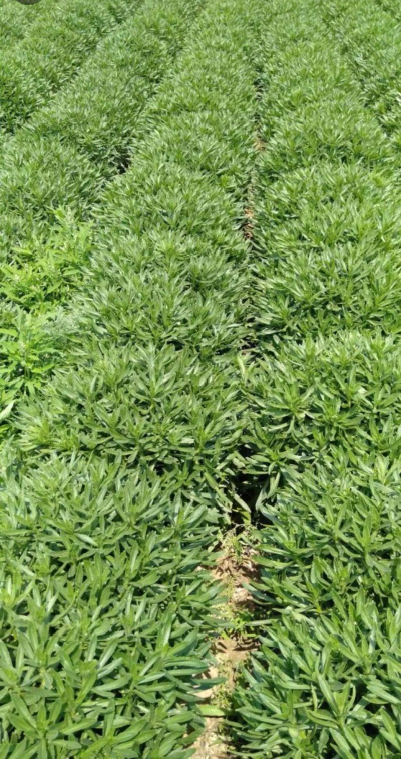 养心高钙菜，救心菜种苗