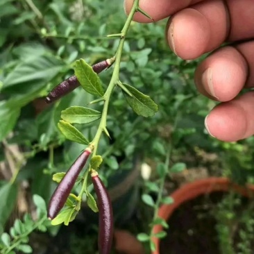 新品种澳洲指橙苗手指柠檬苗当年种植当年结果包邮