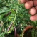 新品种澳洲指橙苗手指柠檬苗当年种植当年结果包邮