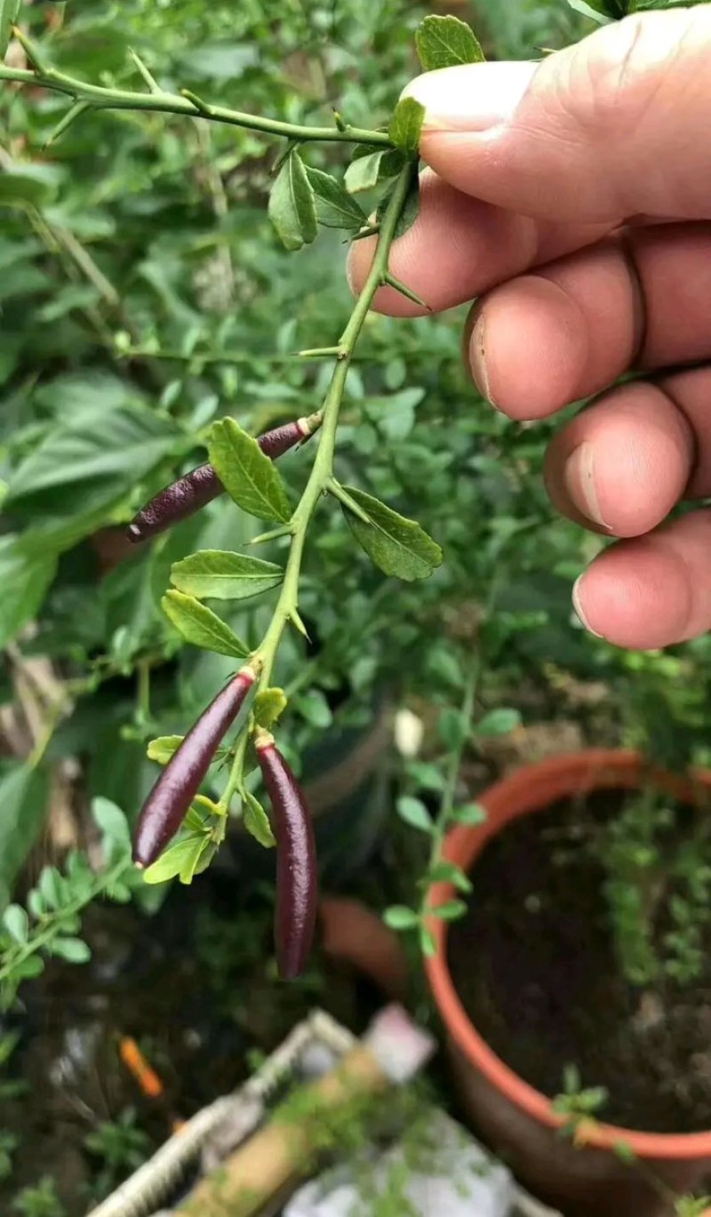 新品种澳洲指橙苗手指柠檬苗当年种植当年结果包邮