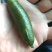 新品种澳洲指橙苗手指柠檬苗当年种植当年结果包邮