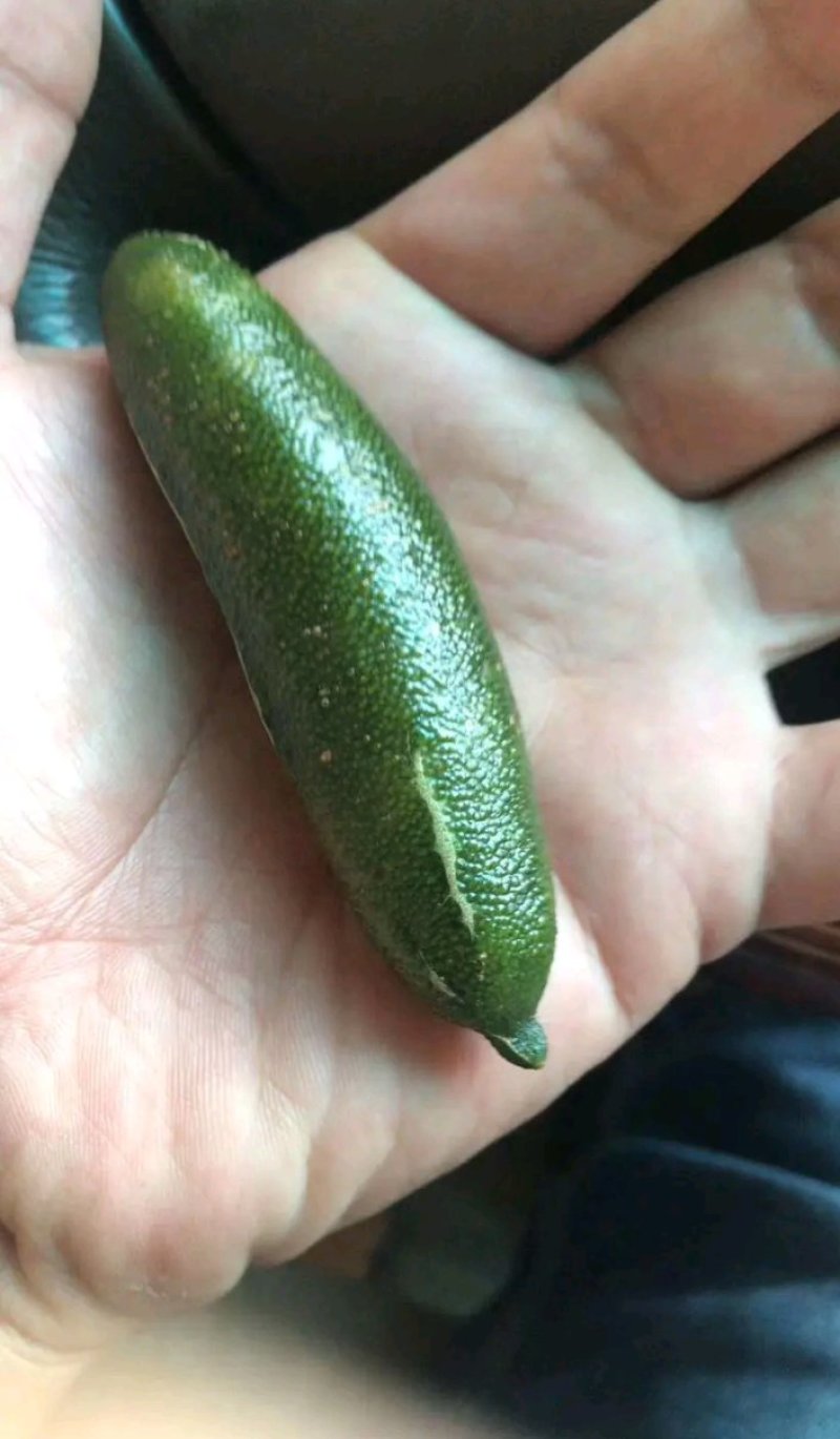 新品种澳洲指橙苗手指柠檬苗当年种植当年结果包邮