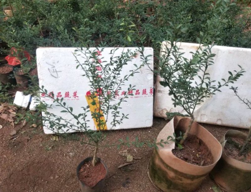 新品种澳洲指橙苗手指柠檬苗当年种植当年结果包邮
