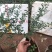 新品种澳洲指橙苗手指柠檬苗当年种植当年结果包邮