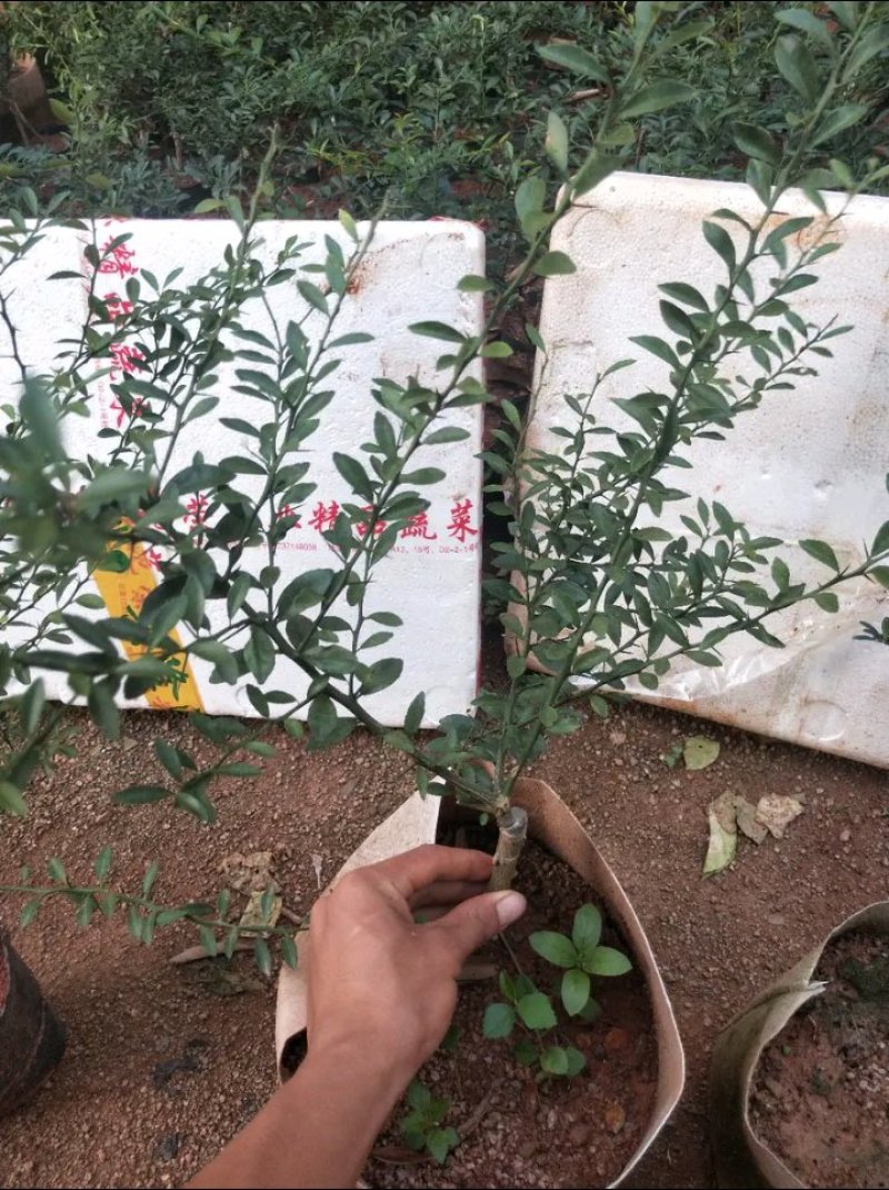新品种澳洲指橙苗手指柠檬苗当年种植当年结果包邮