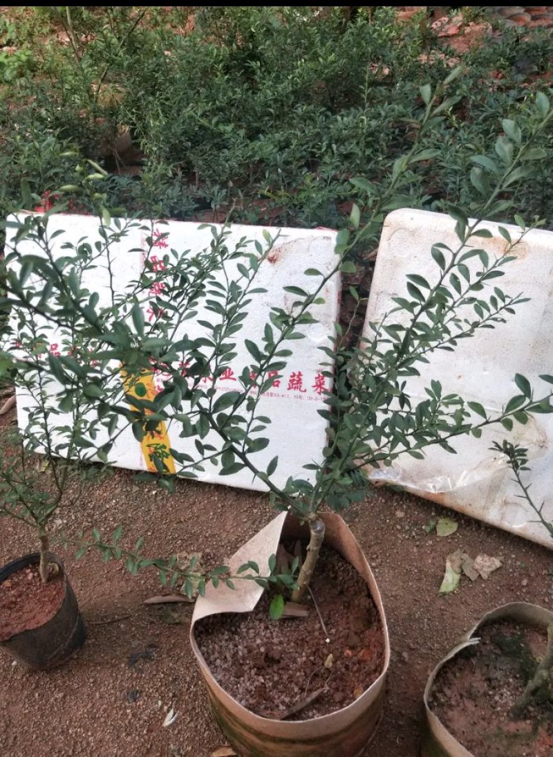 新品种澳洲指橙苗手指柠檬苗当年种植当年结果包邮