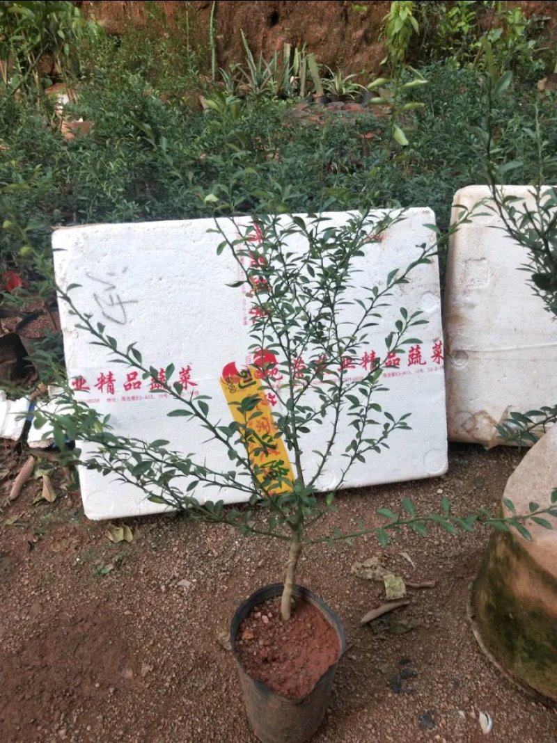 新品种澳洲指橙苗手指柠檬苗当年种植当年结果包邮