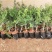 新品种澳洲指橙苗手指柠檬苗当年种植当年结果包邮