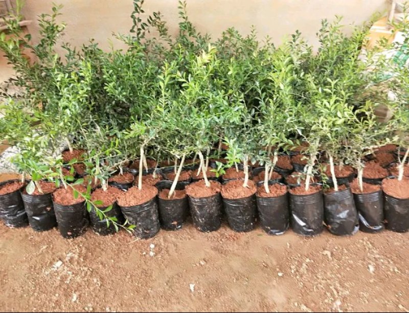 新品种澳洲指橙苗手指柠檬苗当年种植当年结果包邮