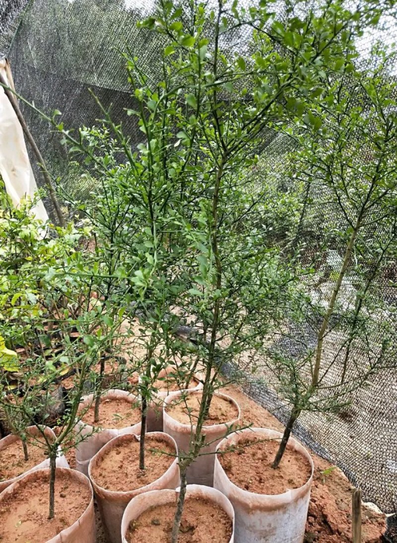 新品种澳洲指橙苗手指柠檬苗当年种植当年结果包邮