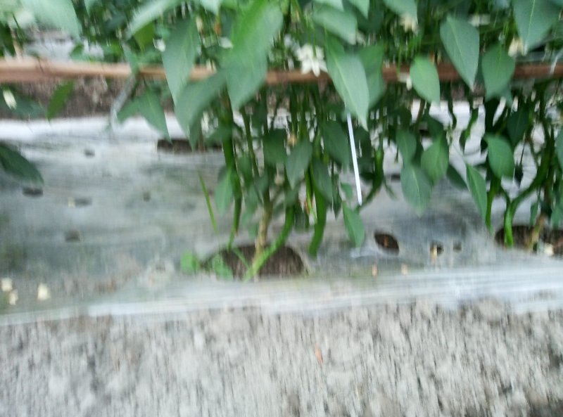 成都本地巴适的二荆条