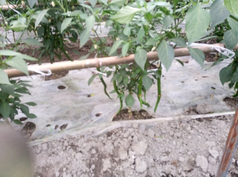 成都本地巴适的二荆条