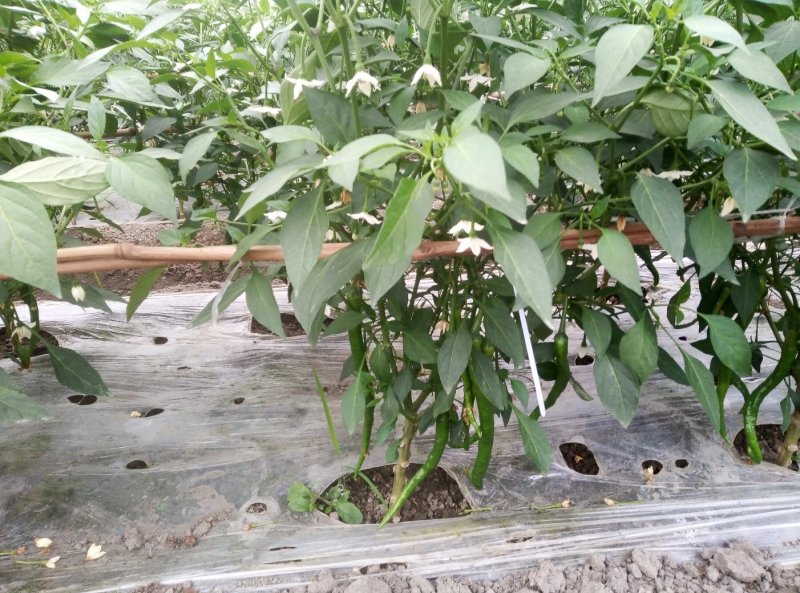 成都本地巴适的二荆条