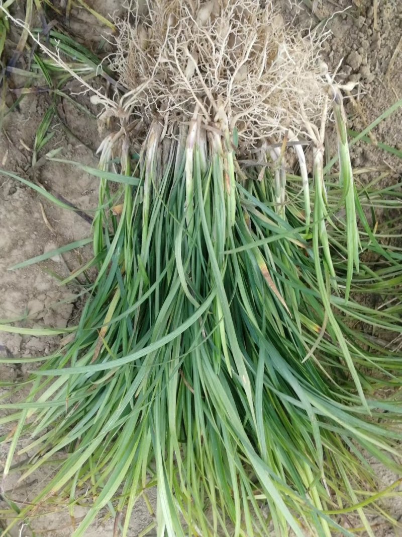 新鲜中麦冬苗基地四季常青耐寒大量低价供应支持视频看货