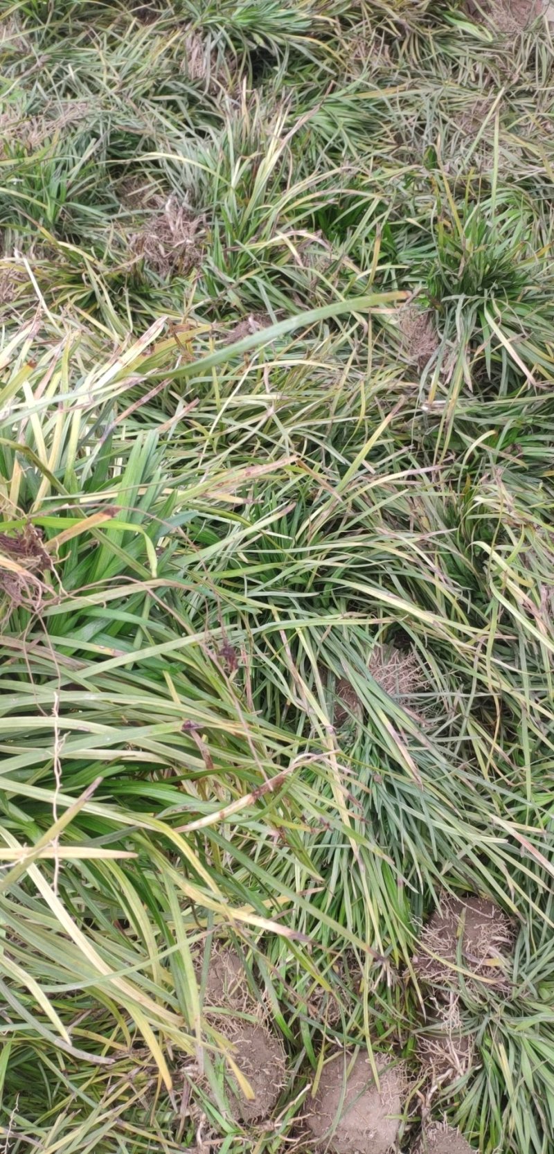 新鲜中麦冬苗基地四季常青耐寒大量低价供应支持视频看货