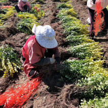 金叶女贞地栽苗自家种植好活耐寒苗木可实地考察量大从优