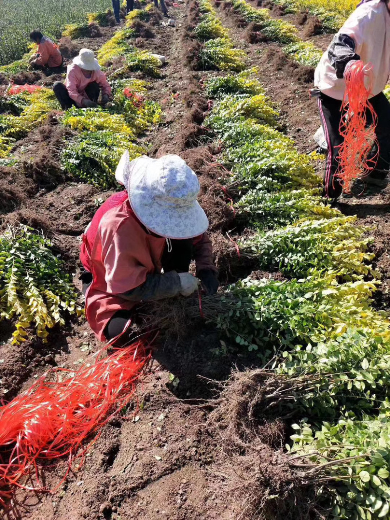 金叶女贞地栽苗自家种植好活耐寒苗木可实地考察量大从优