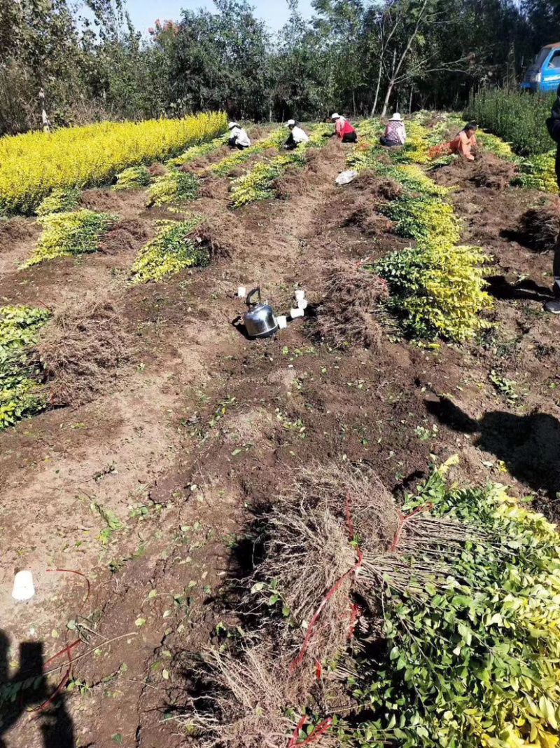 金叶女贞地栽苗自家种植好活耐寒苗木可实地考察量大从优