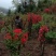 高山杜鹃国旗映山红，两年以上熟桩，欢迎各界老板选购，
