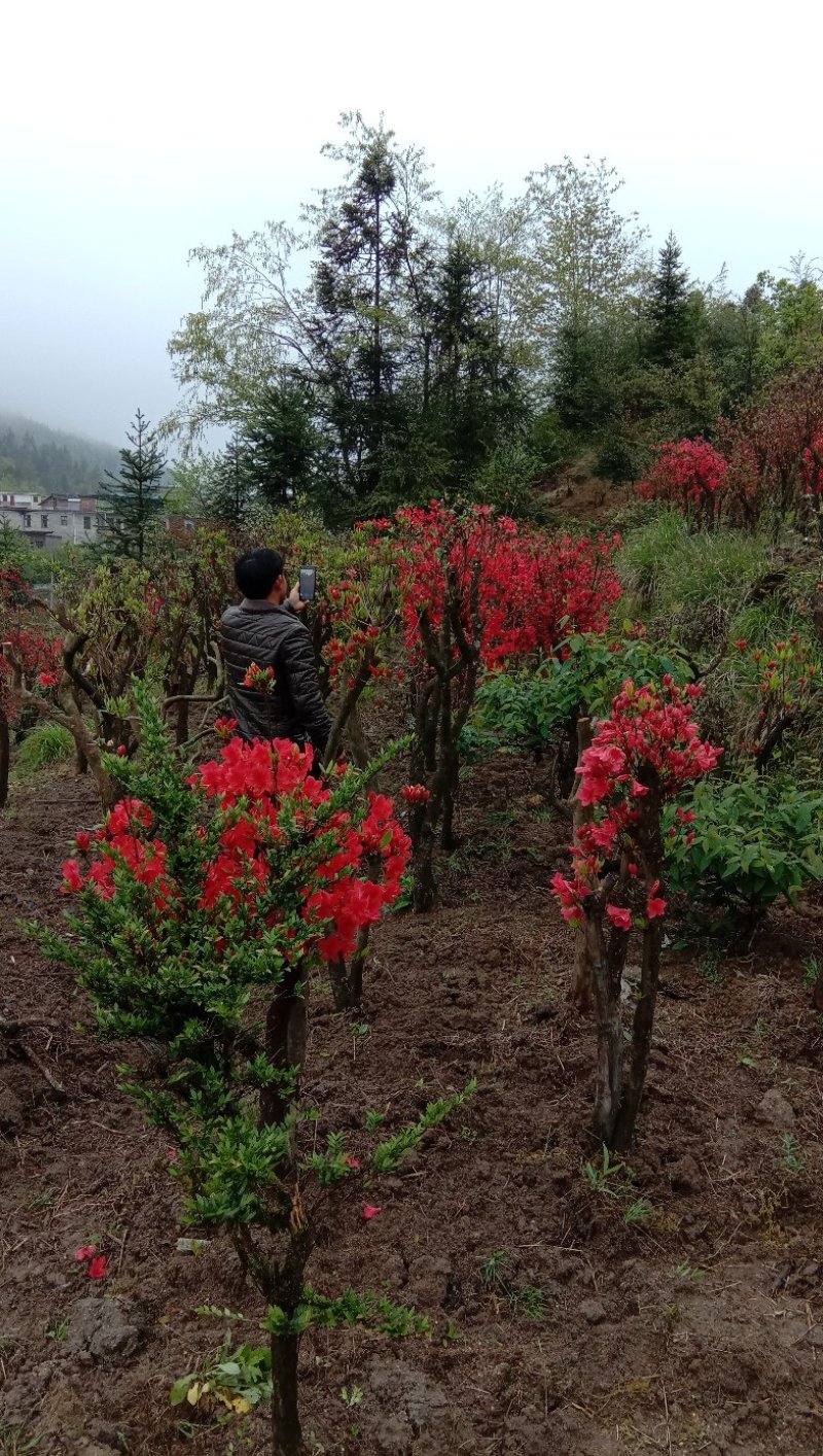 高山杜鹃国旗映山红，两年以上熟桩，欢迎各界老板选购，