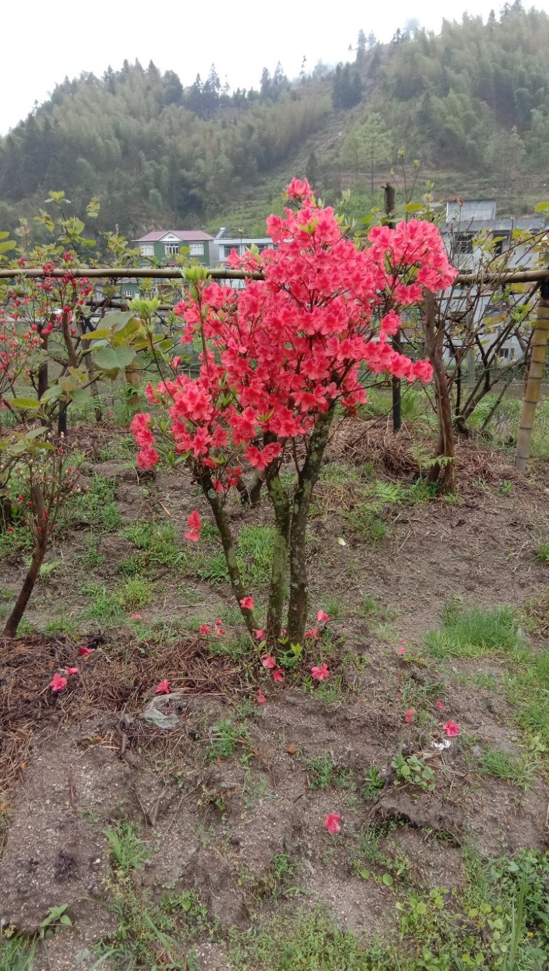 高山杜鹃国旗映山红，两年以上熟桩，欢迎各界老板选购，