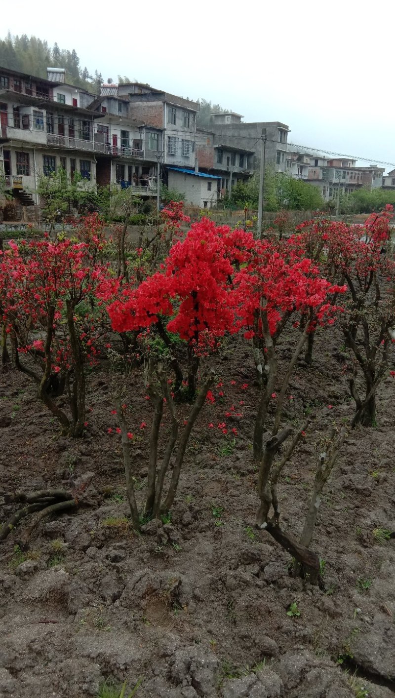 高山杜鹃国旗映山红，两年以上熟桩，欢迎各界老板选购，