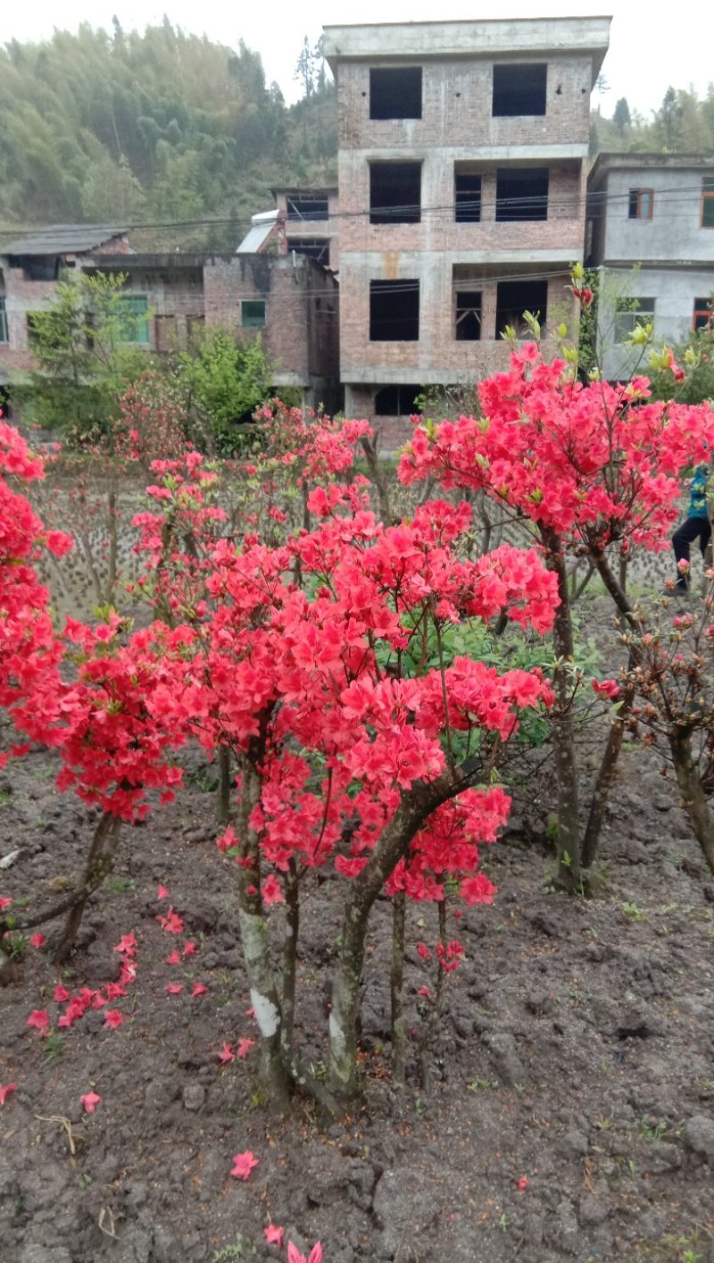 高山杜鹃国旗映山红，两年以上熟桩，欢迎各界老板选购，