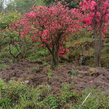 高山杜鹃国旗映山红，两年以上熟桩，欢迎各界老板选购，