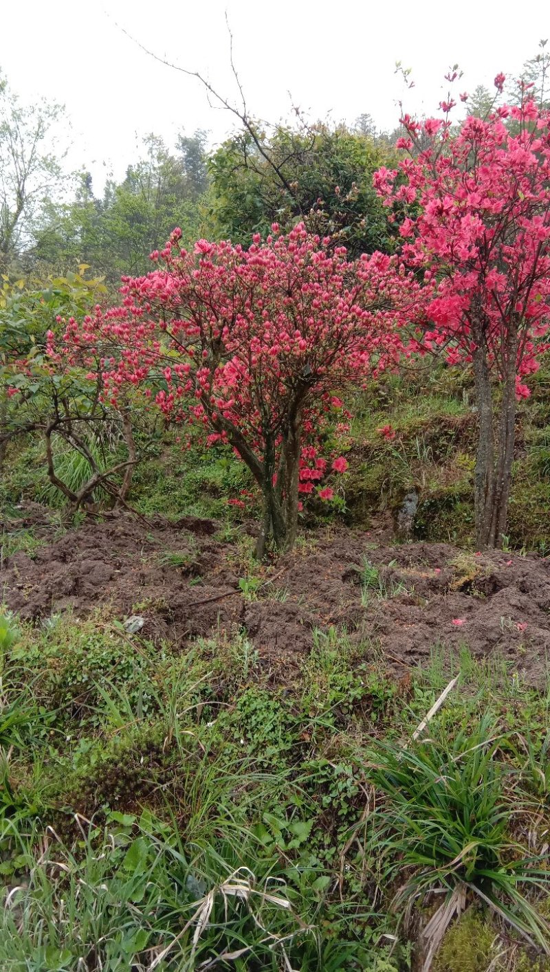 高山杜鹃国旗映山红，两年以上熟桩，欢迎各界老板选购，