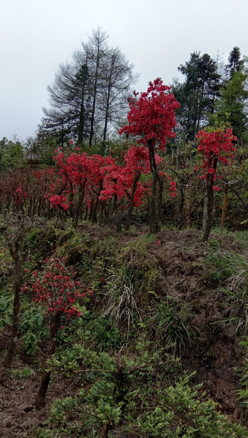 高山杜鹃国旗映山红，两年以上熟桩，欢迎各界老板选购，